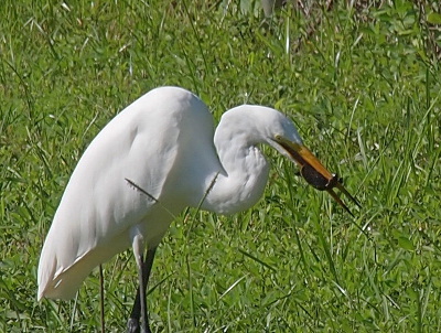 [Side view of an egret standing in grass with a round creature with a head and legs in the part of its bill closest to its head.]